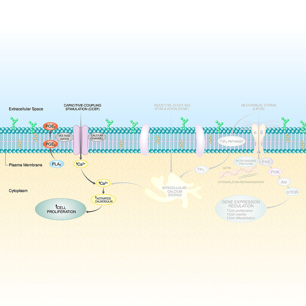 5-Medical_area_pathway_CCEF