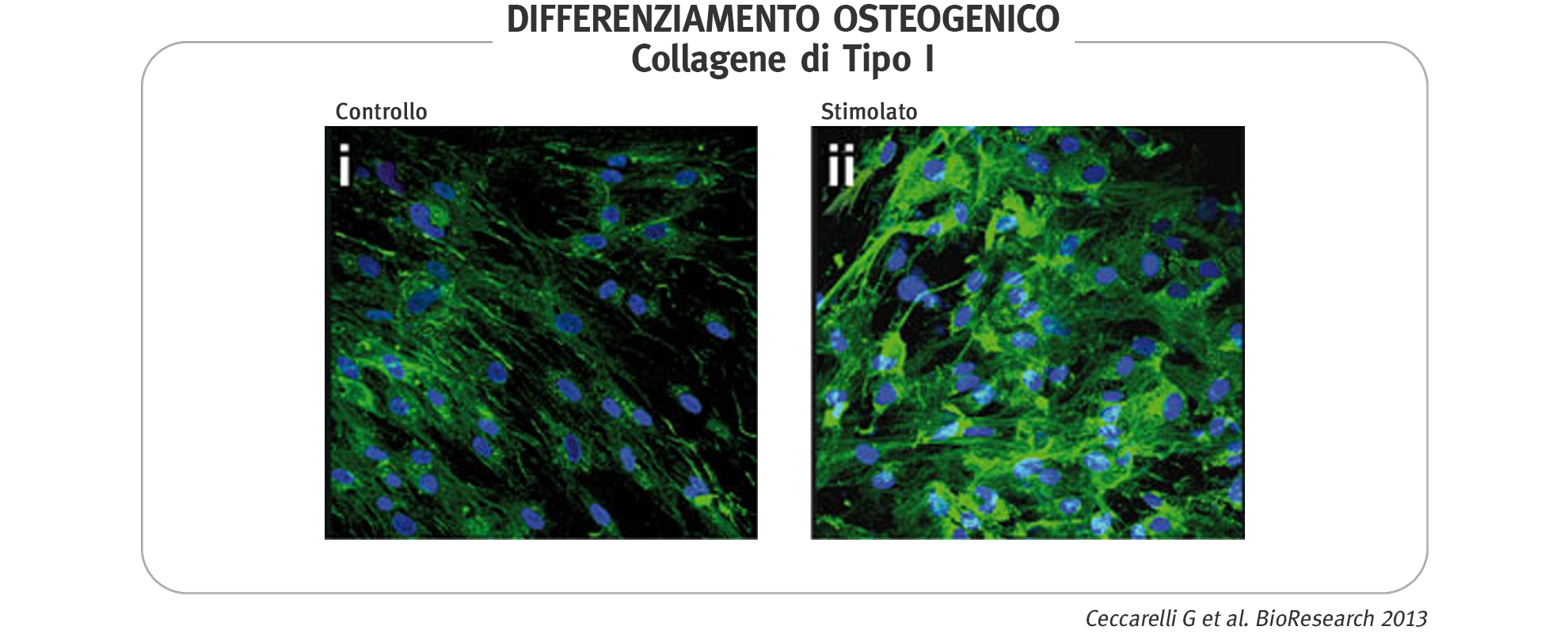 Convened under the auspicious of esteemed endorsers - ISTA, image size:1980x800