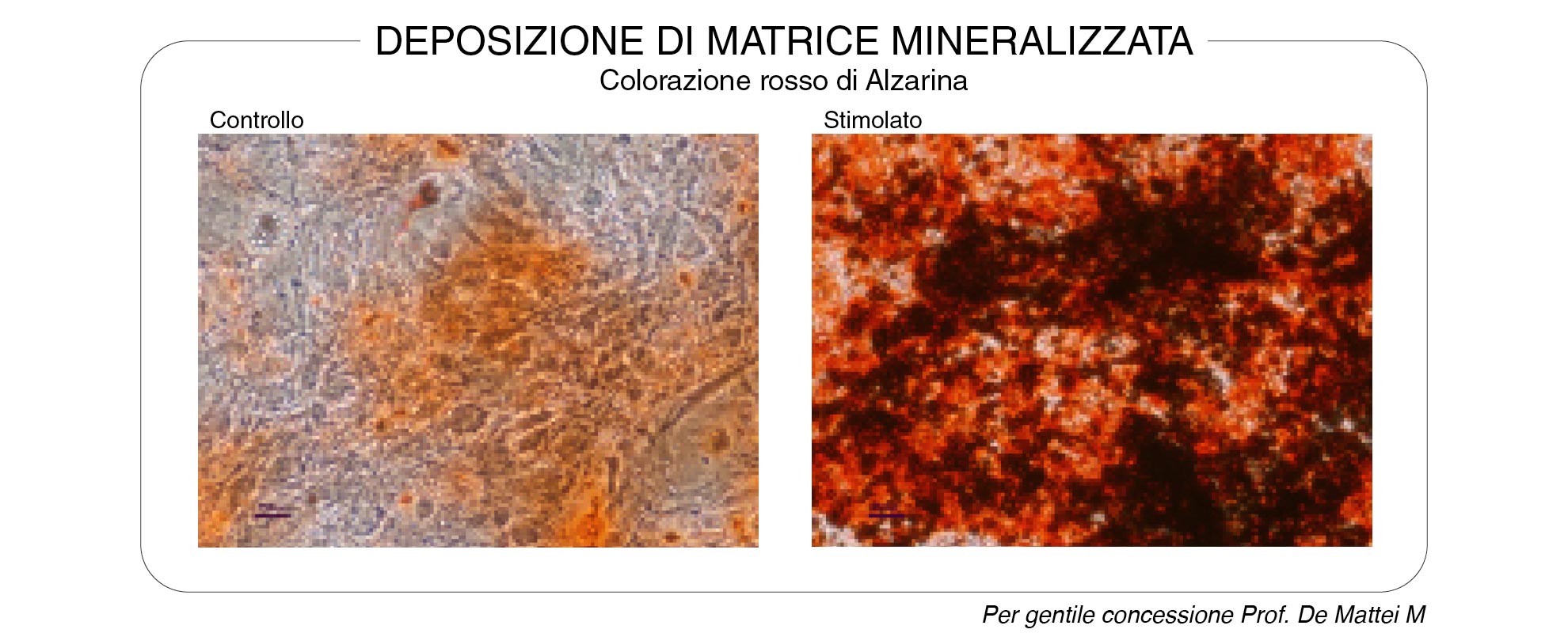 Deposizione-di-matrice-mineralizzata