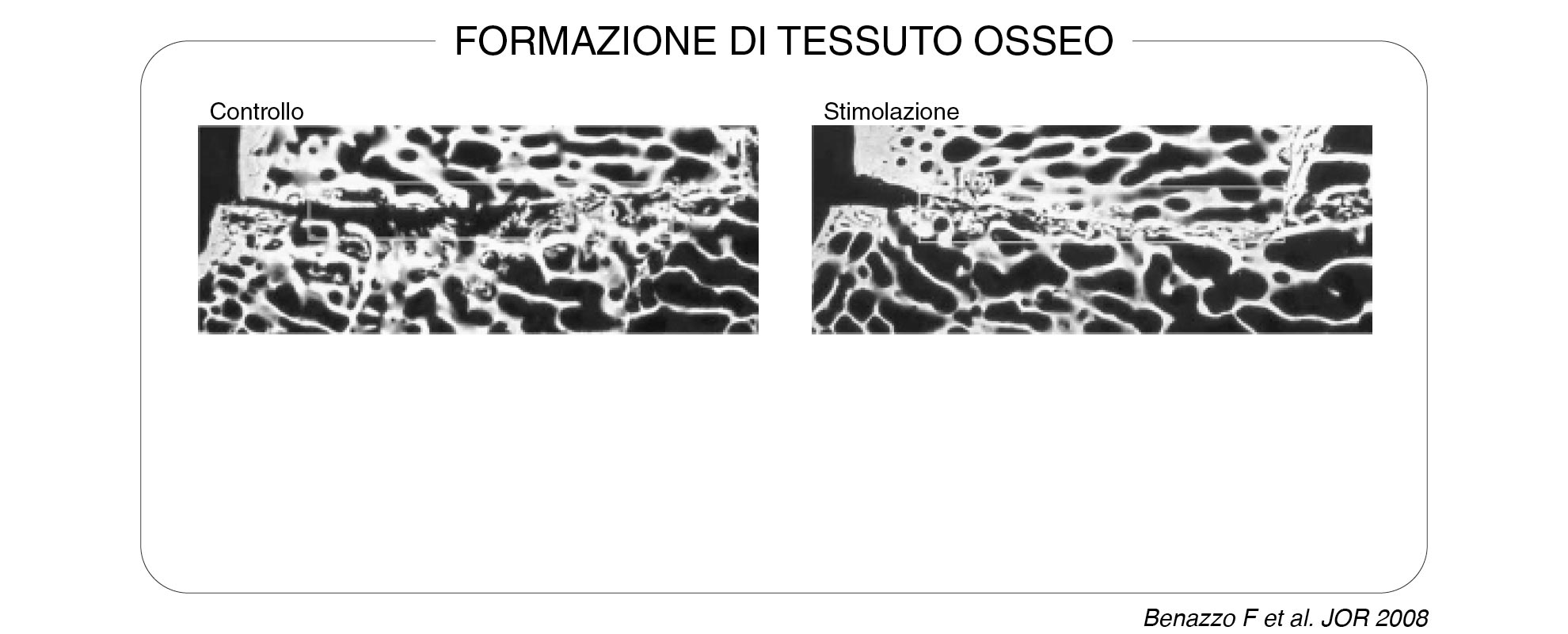 Formazione-di-tessuto-osseo-1