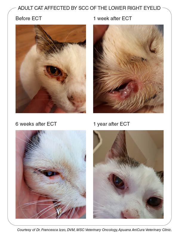2-Clinivet_electrochemotherapy_cat_EN